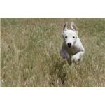 Dog 1