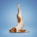 Dog yoga
