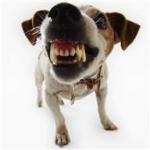 Mean dog