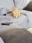 Kitty